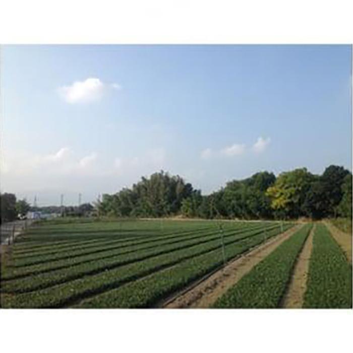 【ふるさと納税】三重県鈴鹿市産　品質抜群の玉竜　200ポット