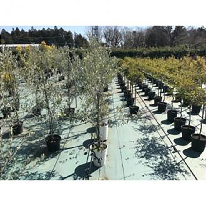 【ふるさと納税】三重県鈴鹿市産　＜平和と繁栄の象徴＞オリーブの木　2本