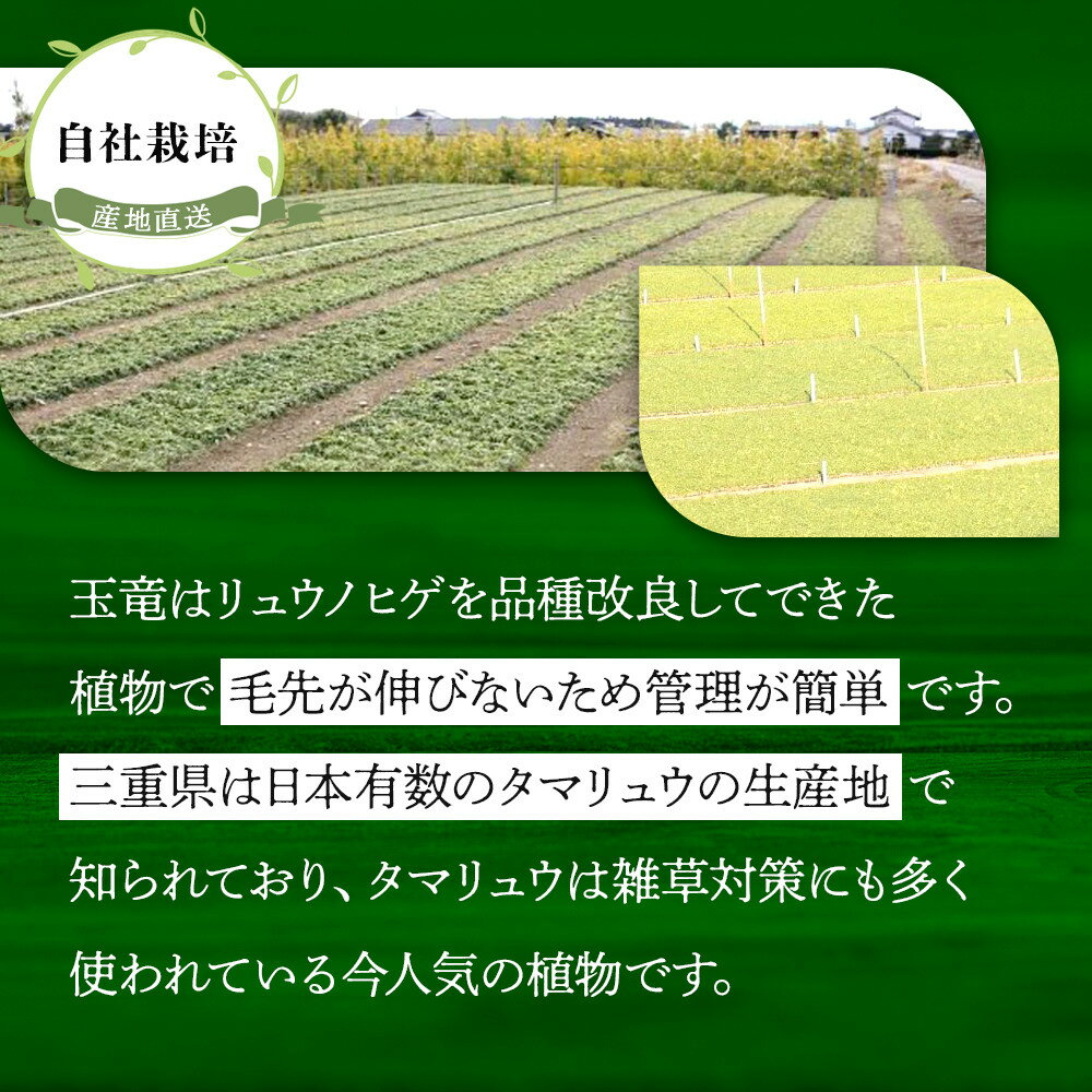 【ふるさと納税】三重県鈴鹿市産 玉竜（タマリュウ）マットタイプ5枚