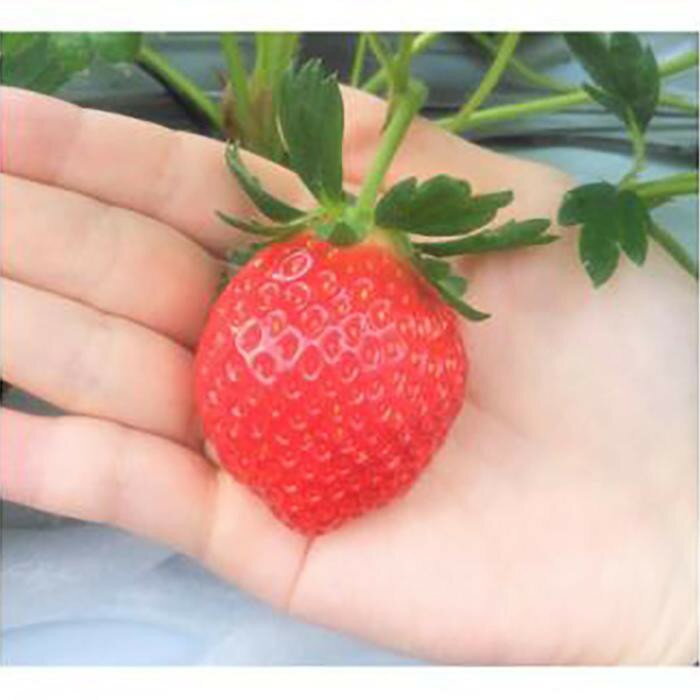 【ふるさと納税】【先行予約】三重県鈴鹿市産 いちご とちおとめ 12粒