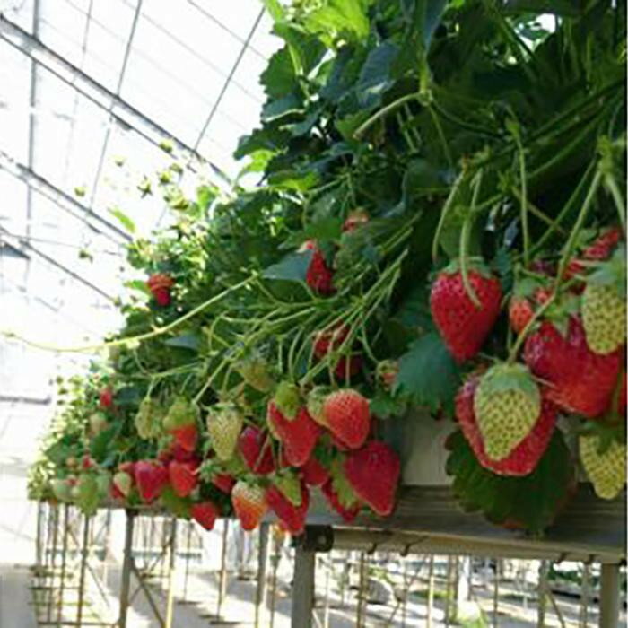 【ふるさと納税】【先行予約】三重県鈴鹿市産 いちご とちおとめ 12粒