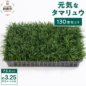 【ふるさと納税】<産地直送>元気なタマリュウ(7.5pot)130本セット『約3.25平方メートル分』