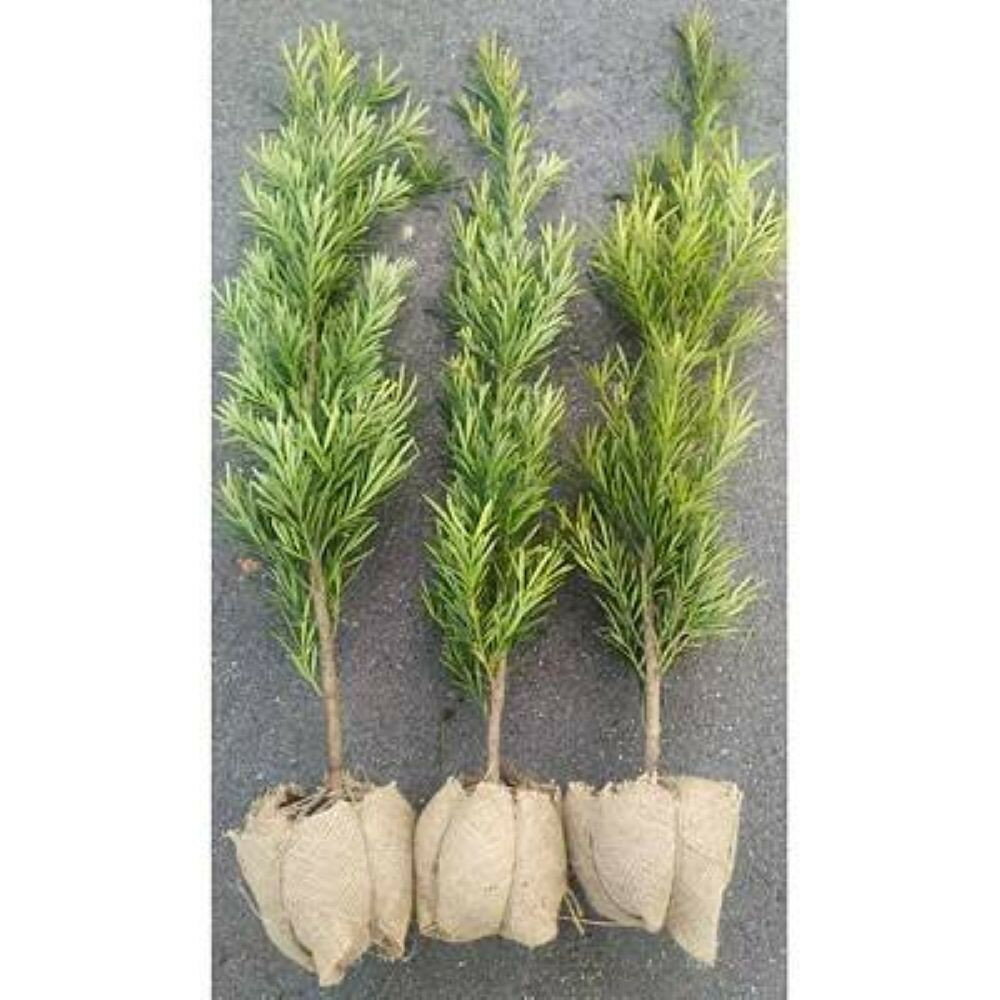 ラカンマキ 3本セット | フラワー 植物 プラント 植木 園芸 ガーデニング人気 おすすめ 送料無料