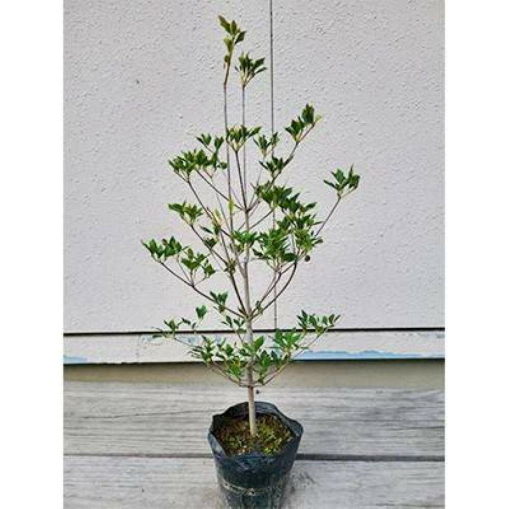 ドウダンツツジ 40cm〜50cm 取扱説明書付き | フラワー 植物 プラント 植木 園芸 ガーデニング人気 おすすめ 送料無料