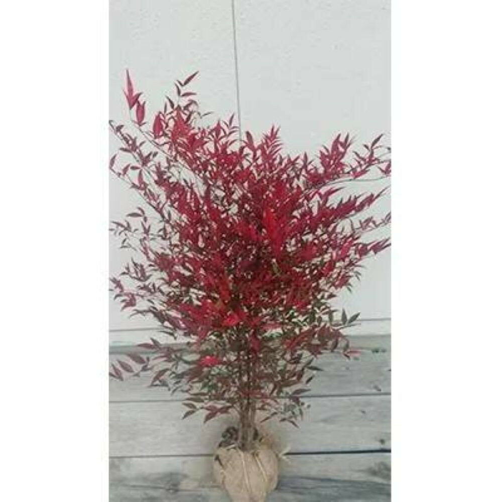 紅葉が美しい♪縁起木♪南天 取扱説明書付き | フラワー 植物 プラント 植木 園芸 ガーデニング人気 おすすめ 送料無料