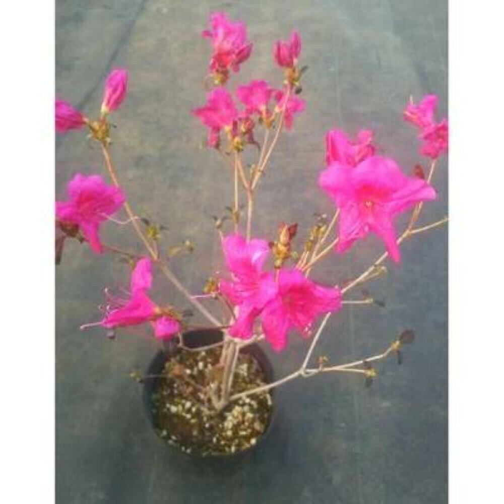 四季咲きミツバツツジ(元の助) | フラワー 植物 プラント 植木 園芸 ガーデニング人気 おすすめ 送料無料