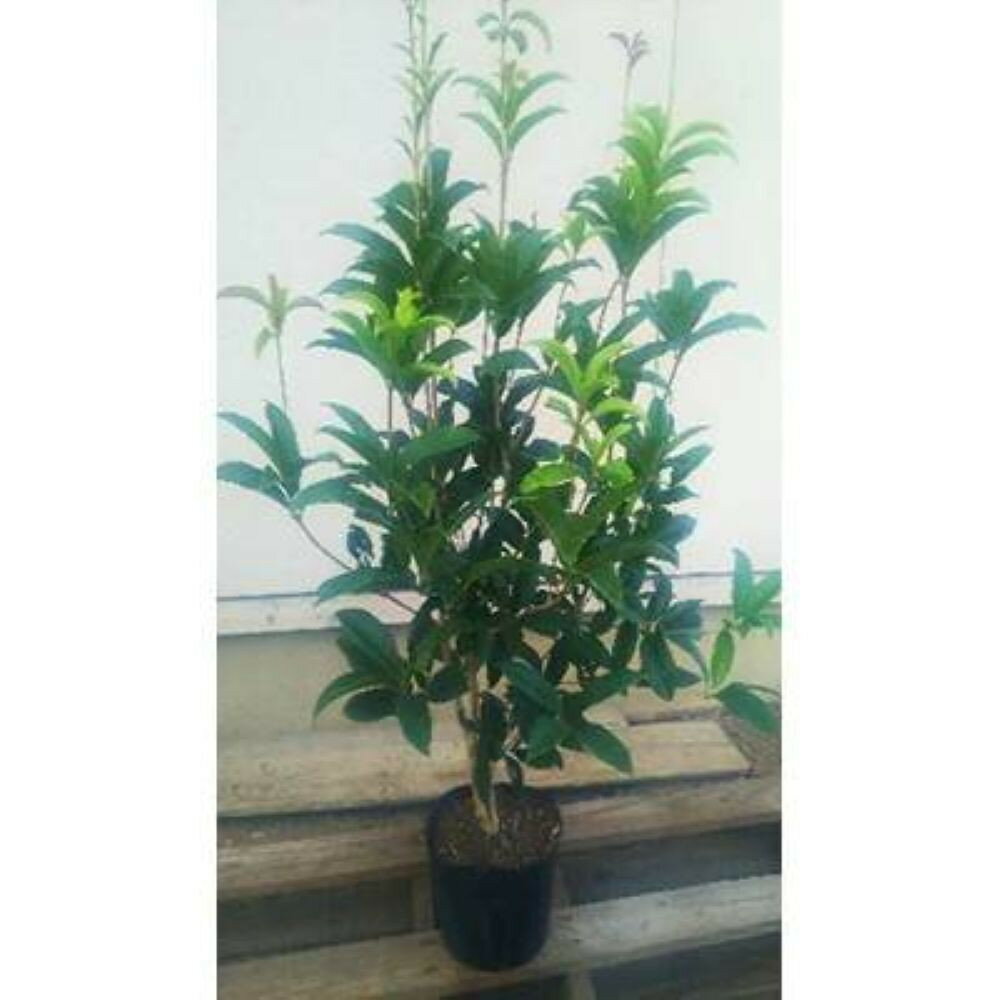 四季咲きモクセイ 樹高約1m 取扱説明書付き | フラワー 植物 プラント 植木 園芸 ガーデニング人気 おすすめ 送料無料