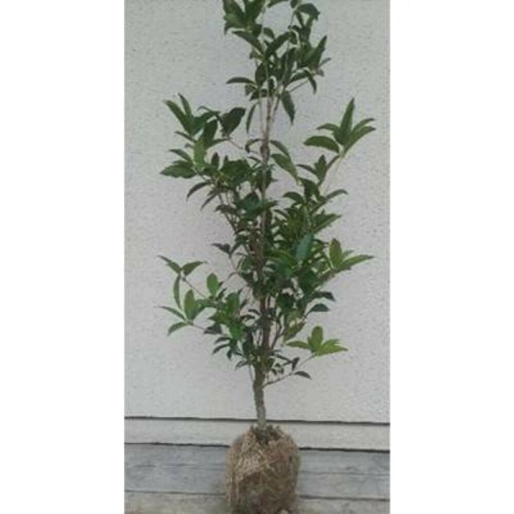 四季咲きギンモクセイ(スウィートオリーブ)樹高約1m 取扱説明書付き | フラワー 植物 プラント 植木 園芸 ガーデニング人気 おすすめ 送料無料