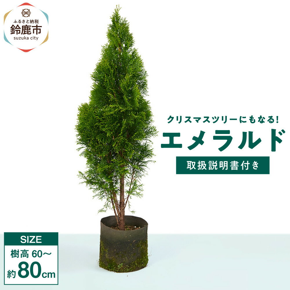 【ふるさと納税】クリスマスツリーにもなる！エメラルド 樹高約60cm～80cm 取扱説明書付き