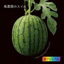 1位! 口コミ数「0件」評価「0」風農園のスイカ、春。　超プレミアム