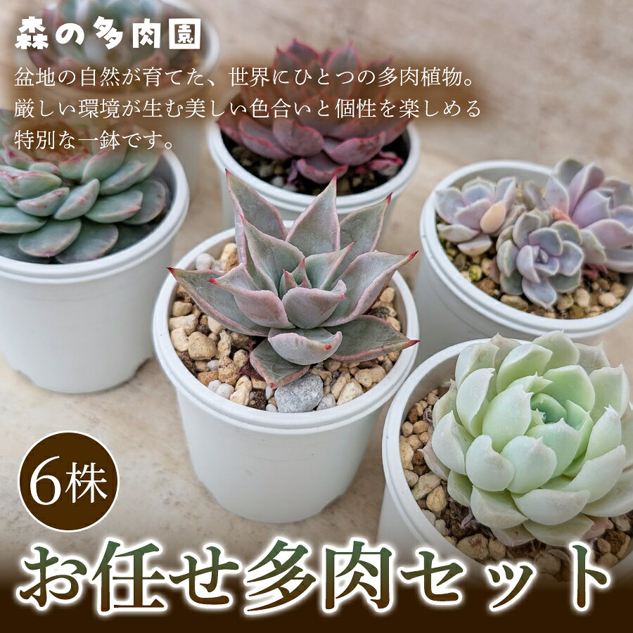 【初めての方にも育てやすい】色づきの美しい多肉植物お任せ多肉セット（6株） 1セット 多肉植物 多肉 植物 家庭菜園 初心者 簡単 厳選 無加温 美しい ハウス 色鮮やか 輸入苗 名張市特有 盆地気候 三重県 名張市