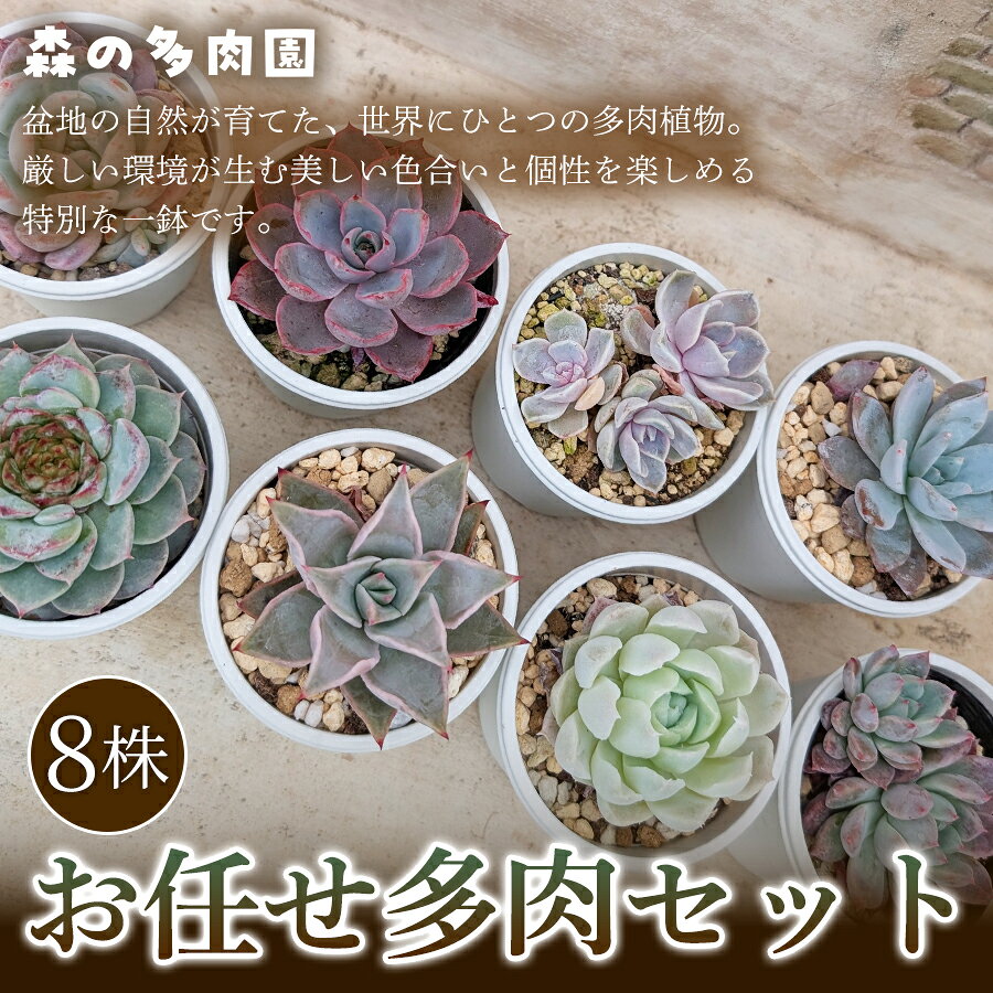 【ふるさと納税】【初めての方にも育てやすい】色づきの美しい多肉植物お任せ多肉セット（8株） 1セット 多肉植物 多肉 植物 家庭菜園 初心者 簡単 厳選 無加温 美しい ハウス 色鮮やか 輸入苗 名張市特有 盆地気候 三重県 名張市