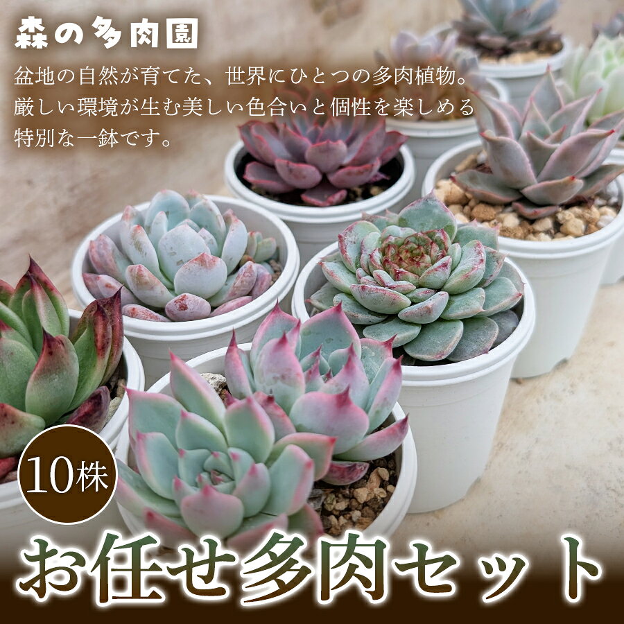 【ふるさと納税】【初めての方にも育てやすい】色づきの美しい多肉植物お任せ多肉セット（10株） 1セット 多肉植物 多肉 植物 家庭菜園 初心者 簡単 厳選 無加温 美しい ハウス 色鮮やか 輸入苗 名張市特有 盆地気候 三重県 名張市