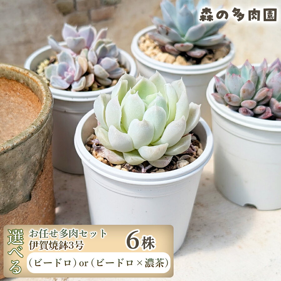 【ふるさと納税】【伊賀焼の鉢がセット】色づきの美しい多肉植物・お任せ多肉セット（6株）・伊賀焼　スリット入りオリジナル陶器鉢 3号 1セット 多肉植物 多肉 植物 家庭菜園 初心者 簡単 伊賀焼 陶器鉢 美しい 色鮮やか 三重県 名張市