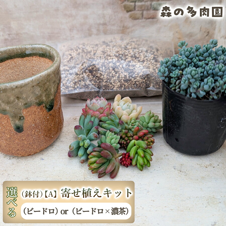 [届いてすぐ楽しめる!]多肉を育ててみたい方へのセット商品寄せ植えキット(鉢付)[A] ・苗・土・伊賀焼オリジナル陶器鉢2.5号 1セット 多肉植物 家庭菜園 伊賀焼 陶器鉢 土 苗 初心者 簡単 色鮮やか 三重県 名張市