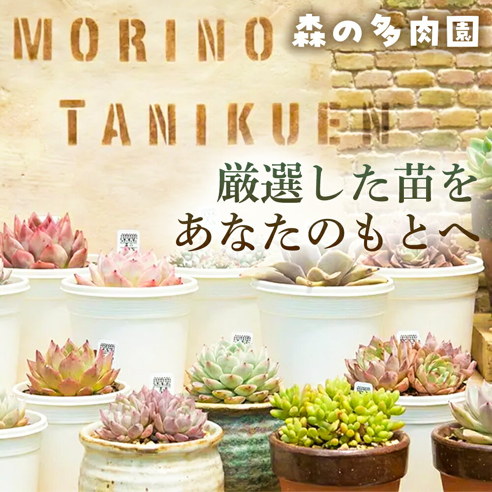 【ふるさと納税】【届いてすぐ楽しめる！】多肉を育ててみたい方へのセット商品寄せ植えキット（鉢付）【B】 ・苗・土・伊賀焼オリジナル陶器鉢3.0号 1セット 多肉植物 家庭菜園 伊賀焼 陶器鉢 土 苗 初心者 簡単 色鮮やか 三重県 名張市 f242080-nabari-10001677 三重県名張市 サンプル画像2