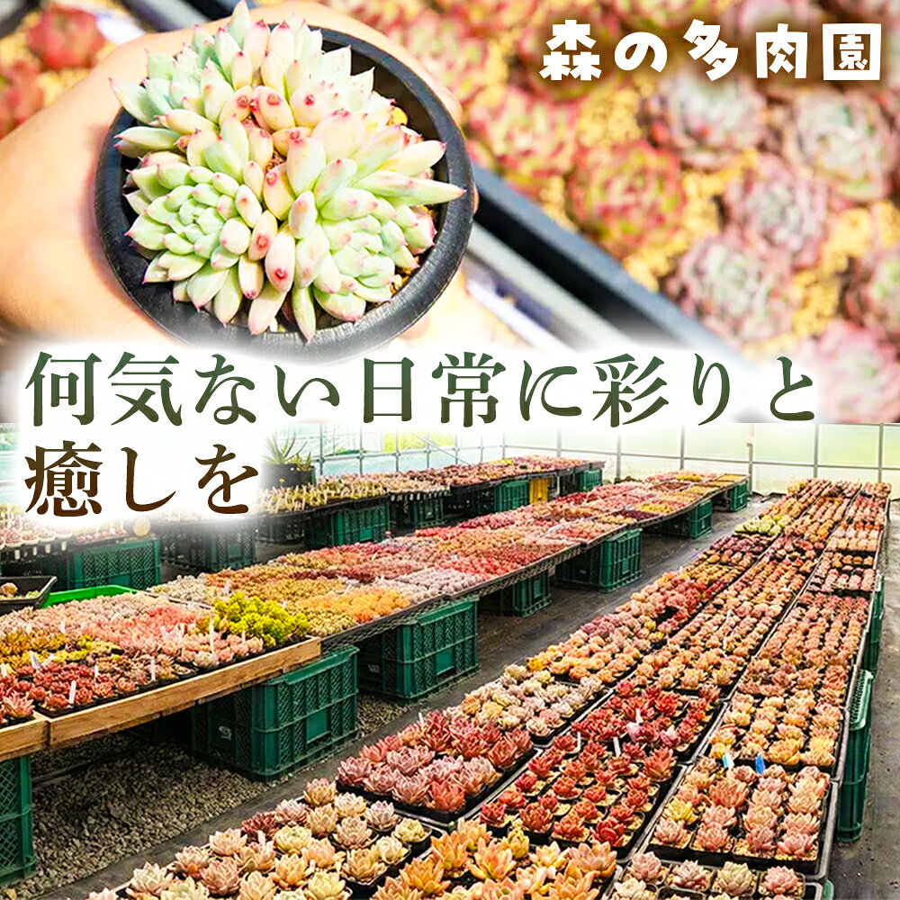 【ふるさと納税】【届いてすぐ楽しめる！】多肉を育ててみたい方へのセット商品寄せ植えキット（鉢付）【B】 ・苗・土・伊賀焼オリジナル陶器鉢3.0号 1セット 多肉植物 家庭菜園 伊賀焼 陶器鉢 土 苗 初心者 簡単 色鮮やか 三重県 名張市 f242080-nabari-10001677 三重県名張市 サンプル画像3