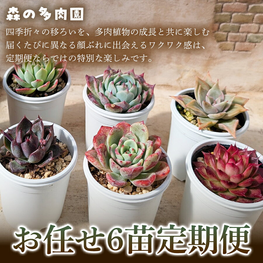 【ふるさと納税】【何が届くかお楽しみ！】色づきの美しい多肉植物お任せ6苗6か月定期便 多肉植物 多肉 植物 家庭菜園 初心者 簡単 厳選 無加温 お任せ 苗 美しい ハウス 色鮮やか 輸入苗 名張市特有 盆地気候 三重県 名張市