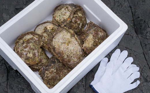 【ふるさと納税】 海女採り 尾鷲産天然岩牡蠣（いわがき）　大容量5kgセット（カキ平均サイズ約400g）　MK-13