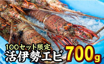 【ふるさと納税】 活伊勢エビ 約700gセット （2〜3尾）《10月11日～4月期間限定出荷：先行予約も可（到着日時指定必須商品）》　HA-25