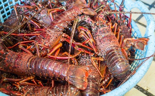 あの伊勢海老を釣りあげよう 仕掛け作りや場所など釣るためのコツを大公開 暮らし の