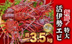 【ふるさと納税】 新鮮！特大・活伊勢エビ 豪華！約3.5kg（4～6尾）《10月12日～4月期間限定出荷：先行予約も可（到着日時指定必須商品）》　HA-59