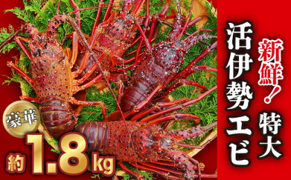 新鮮！特大・活伊勢エビ たっぷり約1.8kg（2~5尾）《10月12日～4月期間限定出荷：先行予約も可（到着日時指定必須商品）》　HA-58