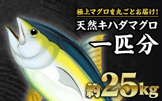 【ふるさと納税】マグロを丸ごと！尾鷲もちもちキハダ...