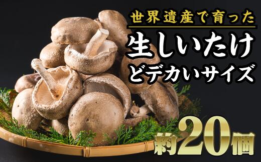 ・ふるさと納税よくある質問はこちら ・寄付申込みのキャンセル、返礼品の変更・返品はできません。あらかじめご了承ください。 【名称】 【ふるさと納税】デカい！特選 生しいたけ（大）　約20個セット FA-3 【内容量】 尾鷲産 特選 生しいた...