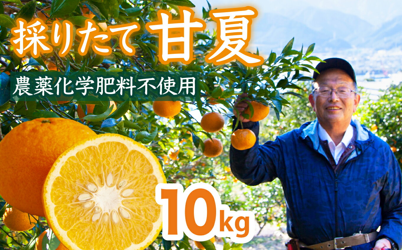 【ふるさと納税】 採りたて 甘夏 10Kg（農薬化学肥料不使