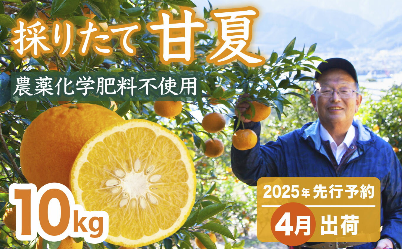 【ふるさと納税】【先行予約 4月出荷】 採りたて 甘夏 10Kg(農薬化学肥料不使用) 尾鷲市 甘夏屋 平山農園 HI-10