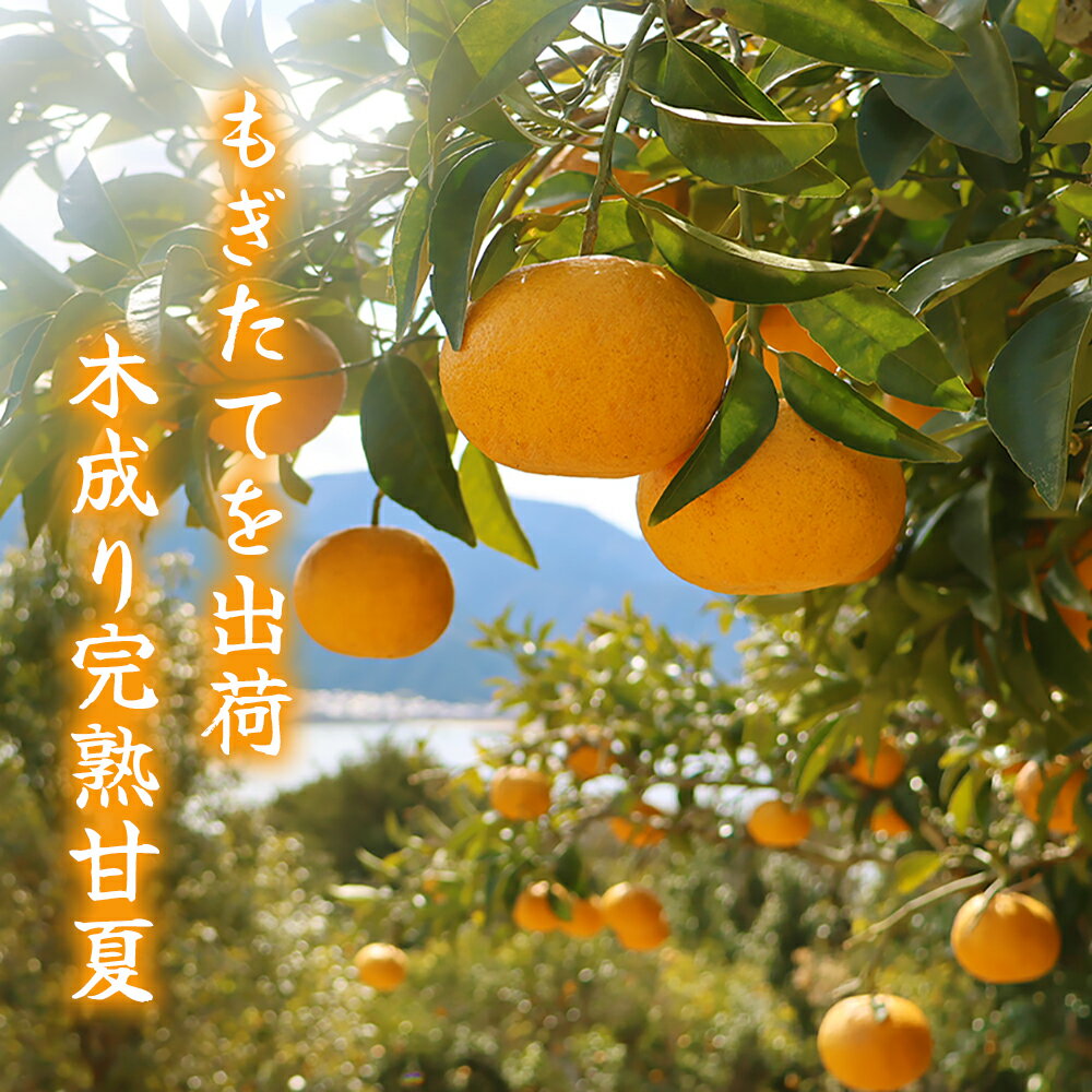 三重県尾鷲市の画像3