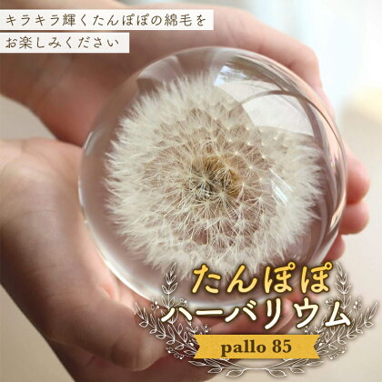 ＜pallo 85＞ たんぽぽハーバリウム 綿毛 たんぽぽ ハーバリウム 贈り物 ギフト インテリア 雑貨 F24N-428