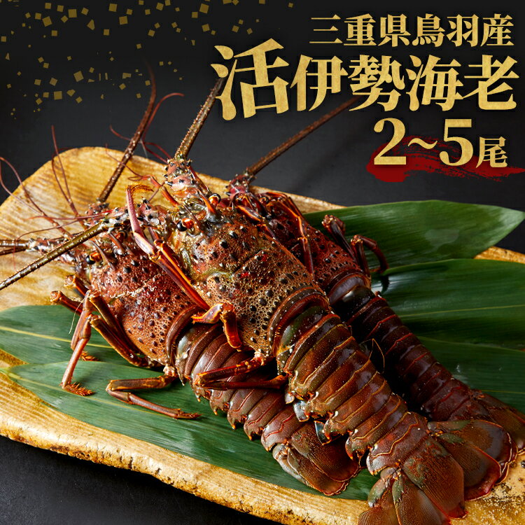 【ふるさと納税】えび 鳥羽産 活伊勢海老 《漁協直送》ぷりぷりとした歯ごたえと濃厚な甘みが特徴です。刺身、お味噌汁などいろいろな料理に使えます。 T-2のサムネイル