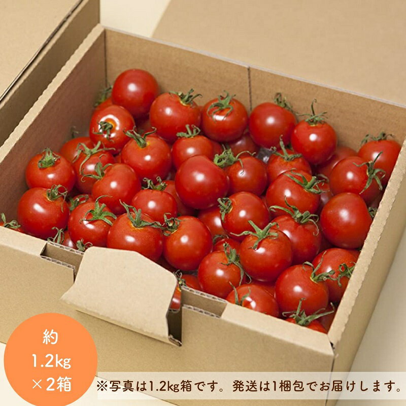 熊野薬草園 の ミニトマト（1.2kg×2箱） トマト プチトマト 冬限定 完熟トマト TY千果 野菜 甘い 旨味が濃い 熊野市