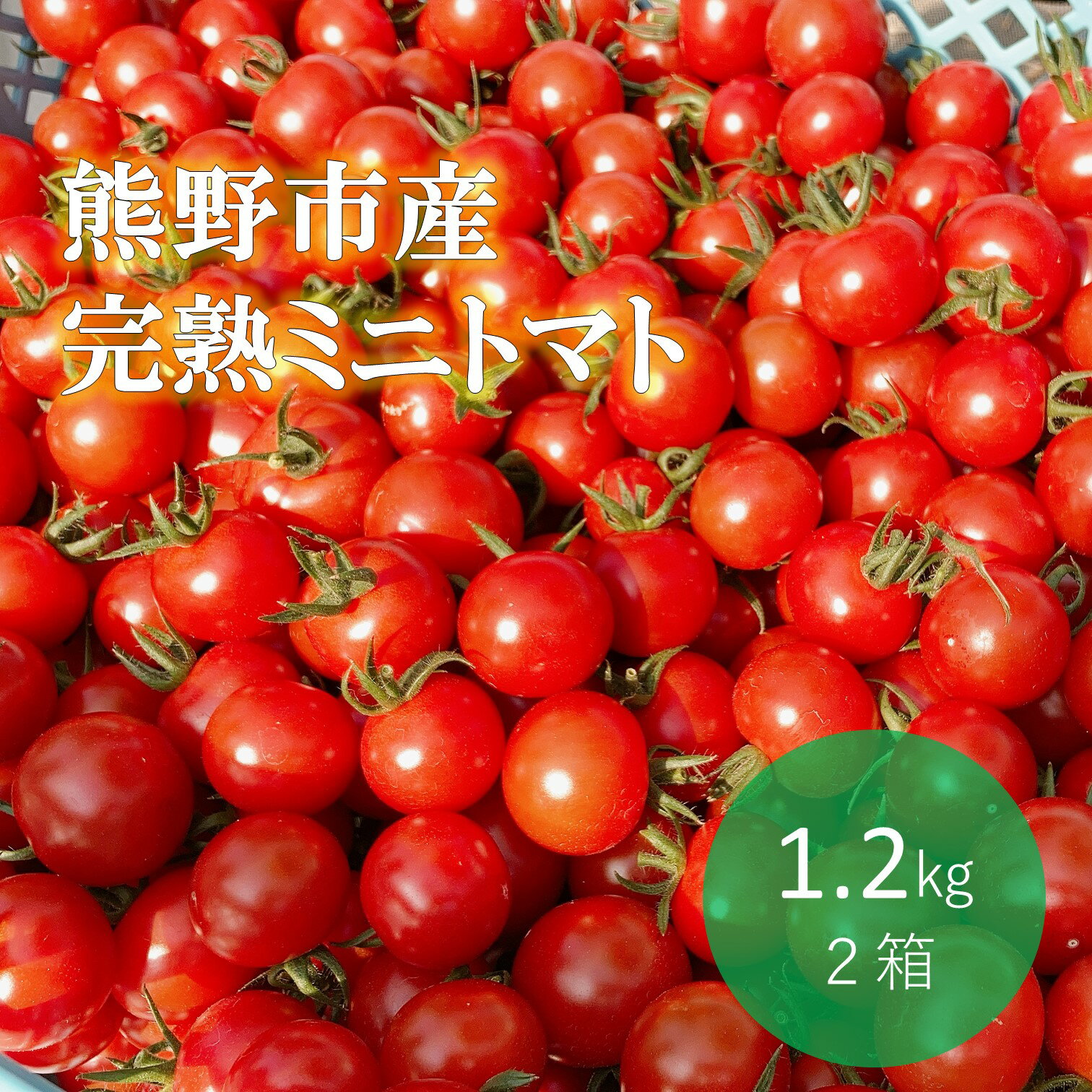 【ふるさと納税】【2025年12月以降配送】熊野薬草園 の ミニトマト(1.2kg×2箱) トマト プチトマト 冬限定 完熟トマト TY千果 野菜 甘い 旨味が濃い 熊野市