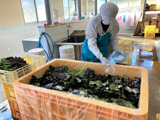 【ふるさと納税】熊野特産たかな漬「めはり」100gtimes;10袋きざみ用100gtimes;10袋