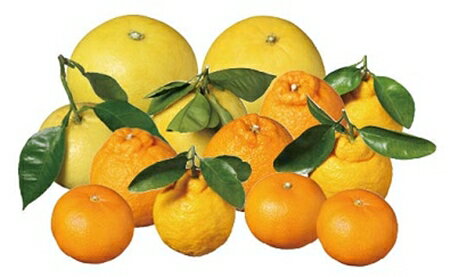 柑橘類3