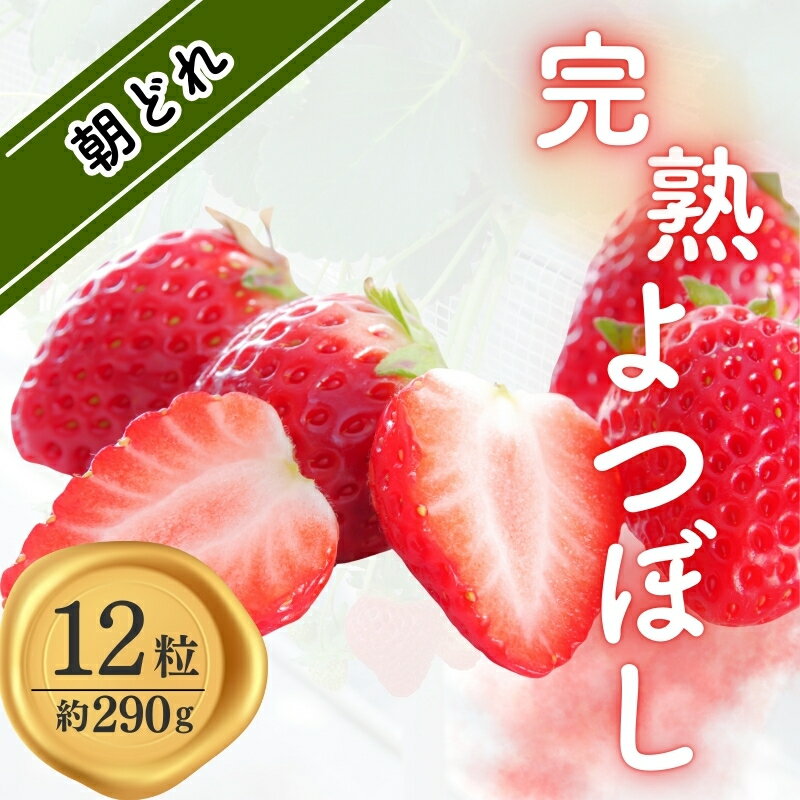 完熟朝どれいちご(よつぼし)/いちご 苺 朝どれ 完熟 よつぼし 豪華 美味しい うまい