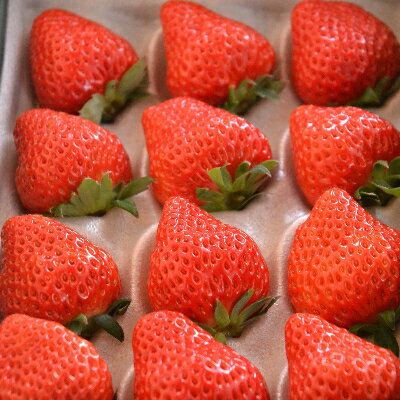 24位! 口コミ数「0件」評価「0」多湖農園のデカうまっ苺「紅ほっぺ」化粧箱入り　1000g【配送不可地域：離島・北海道・沖縄県】【1211078】