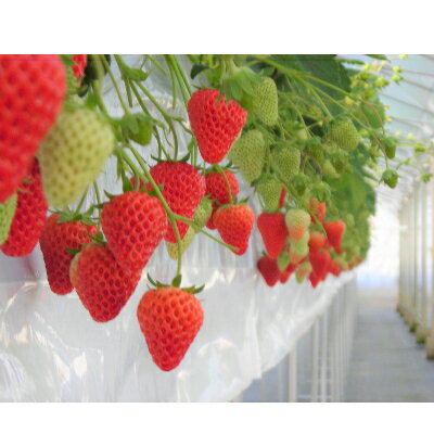 三重県いなべ市の画像3