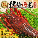 【ふるさと納税】 選べる 伊勢海老 250g ~ 500g 訳あり 冷凍 数量限定 期間限定 伊勢海老 伊勢エビ 伊勢 海老 エビ イセエビ 刺身 焼き物 お味...