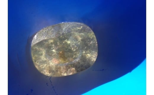 【ふるさと納税】 【010-66】シーカヤック体験【大人1名+子ども1名】* 3