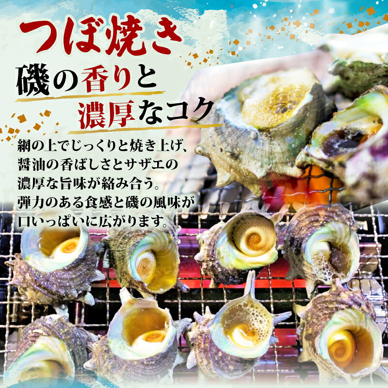 【ふるさと納税】 サザエ 1kg 新鮮 海鮮 海産物 魚介 魚貝 サザエ 栄螺 貝 刺身 刺し身 お造り つぼ焼き グリル BBQ バーベキュー キャンプ 夏 ギフト 贈り物 志摩産 特選 三重 志摩 伊勢志摩 10000円 1万円 一万円 今が旬 f242152-shima-10000631 三重県志摩市 サンプル画像3