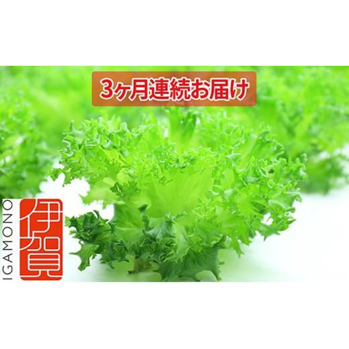 Leaf Mie(完全人工光型植物工場レタス)約80g×25個 3ヶ月連続お届け | レタス 植物工場 シャキシャキ サラダ しゃぶしゃぶ 水耕栽培 フリルレタス 産地直送 送料無料 納税 返礼品 取り寄せ お取り寄せ 三重県 伊賀市 三重 伊賀