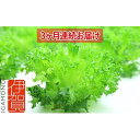 20位! 口コミ数「0件」評価「0」Leaf Mie（完全人工光型植物工場レタス）約80g×25個　3ヶ月連続お届け | レタス 植物工場 シャキシャキ サラダ しゃぶしゃぶ ･･･ 