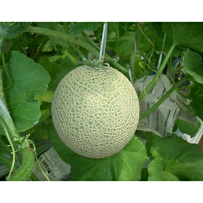 三重県木曽岬町の画像2