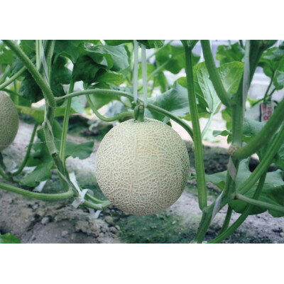 三重県木曽岬町の画像2