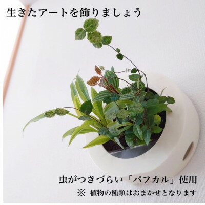 ミドリエデザイン GREEN FRAME(ミルク)