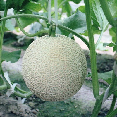 三重県木曽岬町でメロンを作り始めて35年以上が経ちました。自慢のマスクメロンを是非ご賞味ください。【ふるさと納税】木曽岬産 マスクメロン2玉(1玉 1.5kg以上)【1043560】